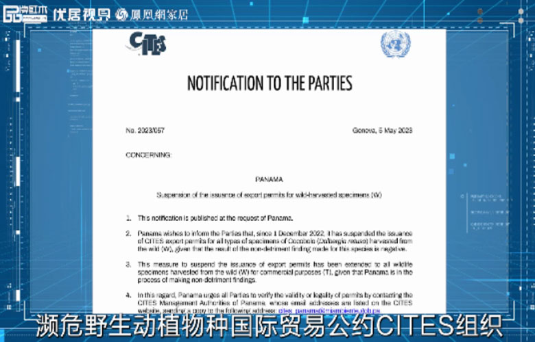微凹黃檀新聞將迎漲價潮，優質紅木市場前景可期